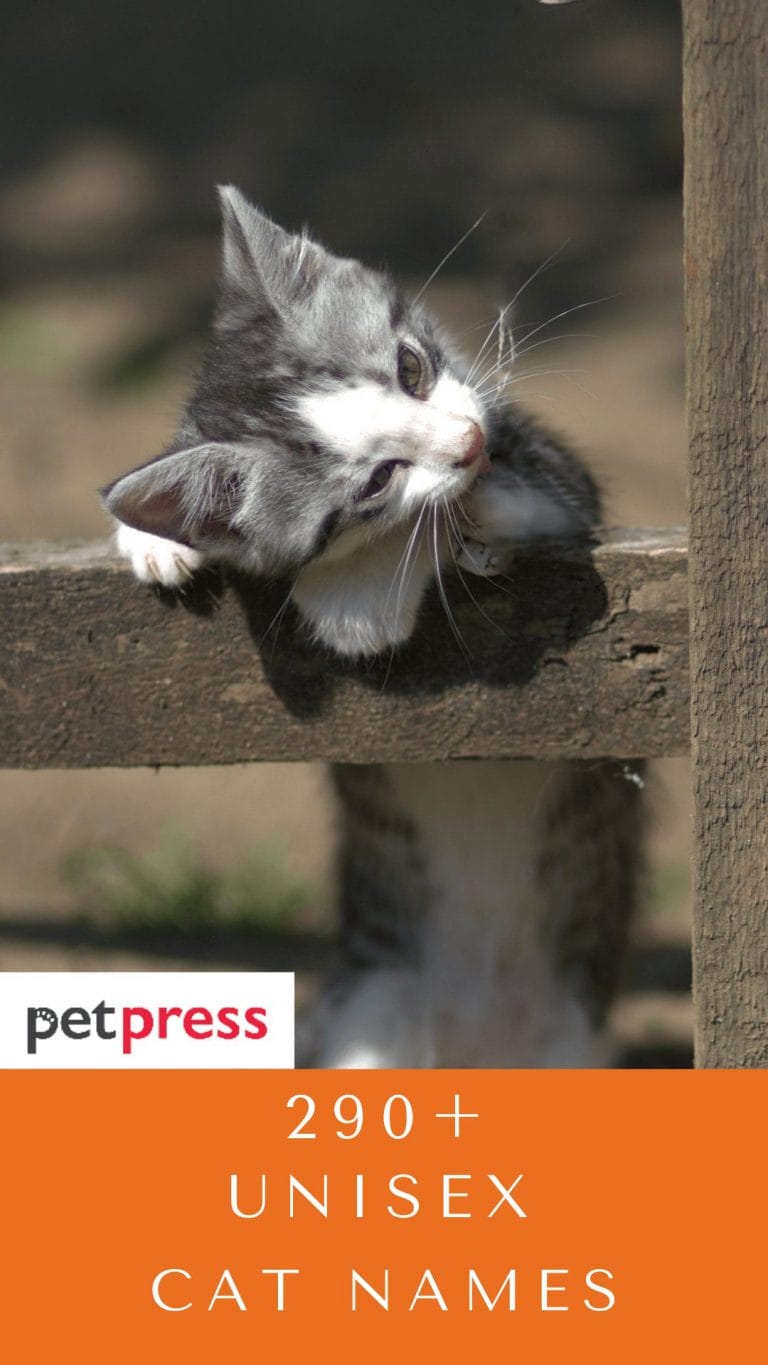 290+ Best Unisex Cat Names For Your Cute Feline Friend