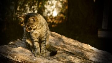 unisex-fairy-cat-names