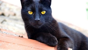 unisex-harry-potter-cat-names