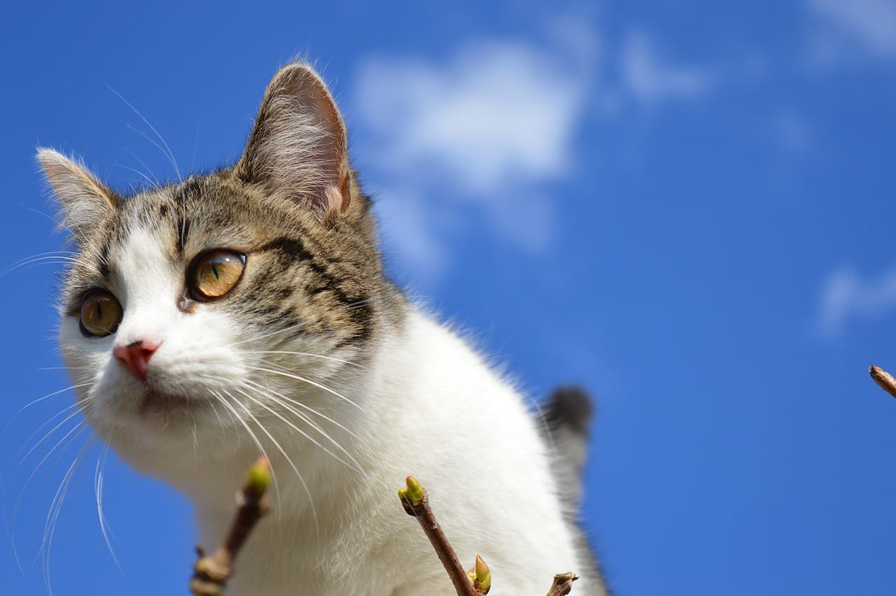 unisex-heavenly-cat-names