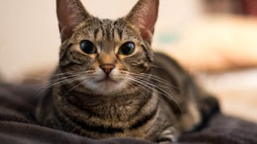 unisex-munchkin-cat-names