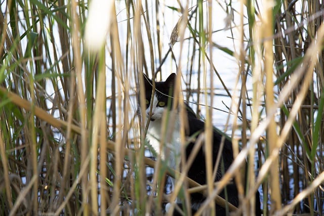unisex-river-cat-names