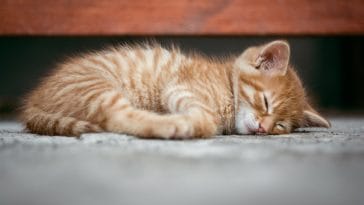 unisex-sleepy-cat-names