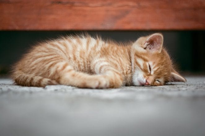 unisex-sleepy-cat-names