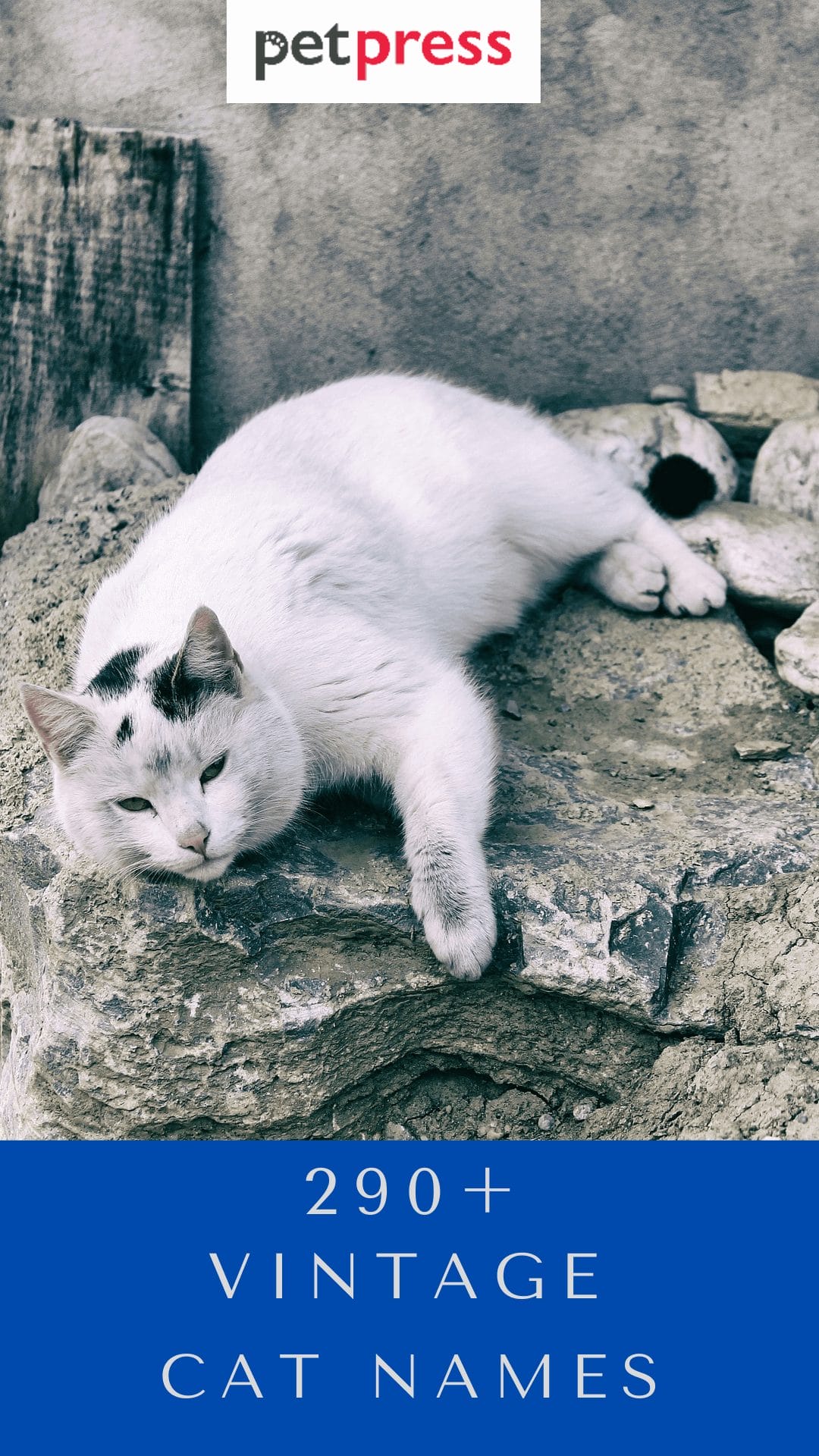 vintage-cat-names