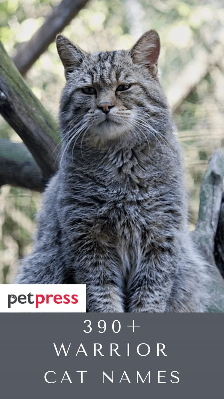 390+ Warrior Cat Names For Your Brave Kittens