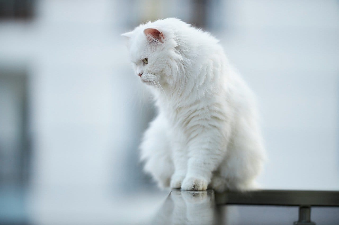 white-cat-names