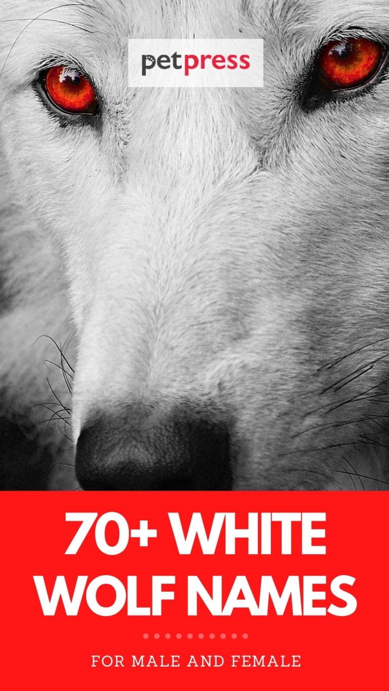 Best 70+ White Wolf Names: Male And Female