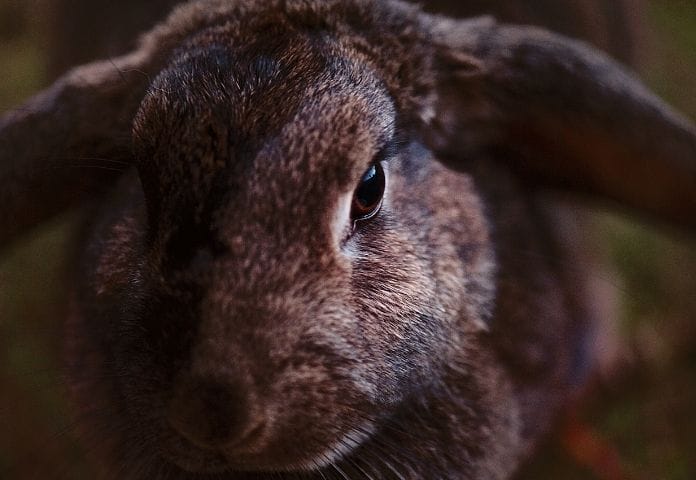 100+ Disney Rabbit Names: List of Names Inspired by Disney Characters