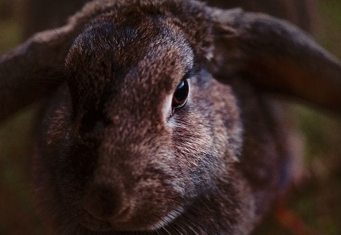 100+ Best Brown Rabbit Names - Cute and Funny Pet Bunny Name Ideas