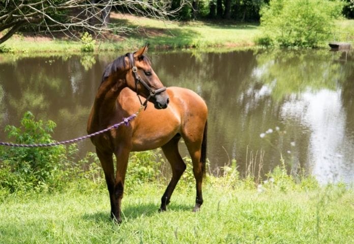 150-best-bay-horse-names-male-and-female-name-ideas