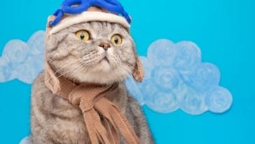 150+ Best Military Cat Names - Names For Cats Inspired By The Military