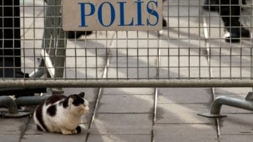 200+ Best Police Cat Names - List of Name Ideas For Your Detective Cat