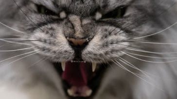 250+ Aggressive Cat Names to Name Your Fierce Pet Cat