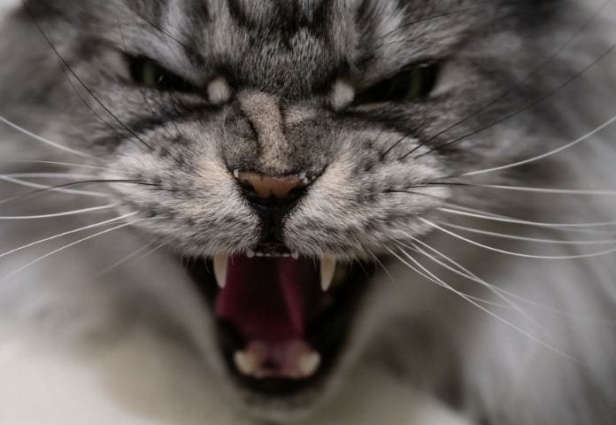 250+ Aggressive Cat Names to Name Your Fierce Pet Cat