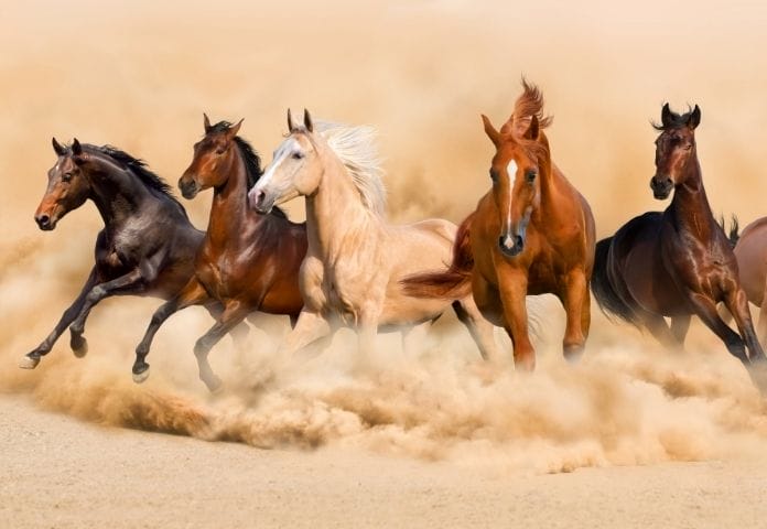 300+ Best Horse Names - The Most Popular Names For A Pet Horse