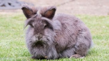 80+ Lionhead Rabbit Names - Finding the Perfect Name for a Lionhead Rabbit