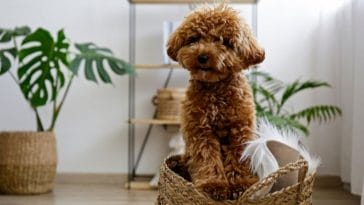 Actual Maltipoo