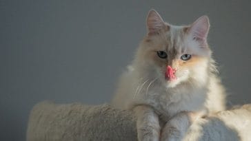 Best Birman Cat Names