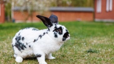 Best Giant Rabbit Names - Over 100+ Name Ideas for Giants Bunnies