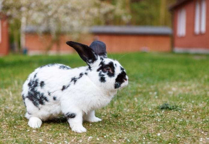 best-giant-rabbit-names-over-100-name-ideas-for-giants-bunnies