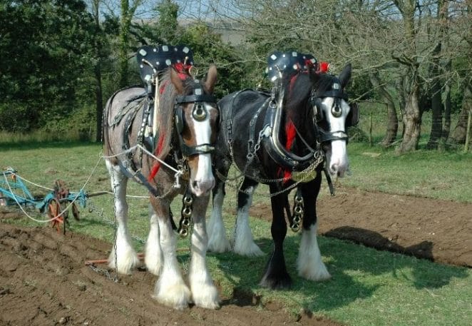Best Shire Horse Names