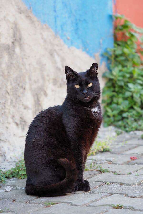 Black Portuguese Cat Names