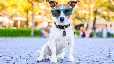 Boujee Dog Names - 80+ Fancy, Boujee Dog Name Ideas