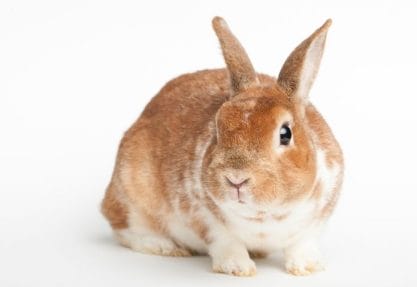 100+ Best Brown Rabbit Names: Cute and Funny Pet Bunny Name Ideas