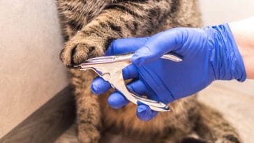 Cat declawing bans in the US