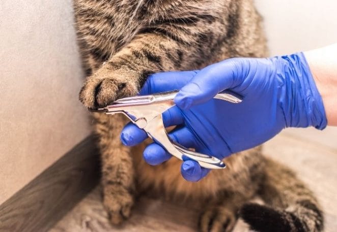 Cat declawing bans in the US