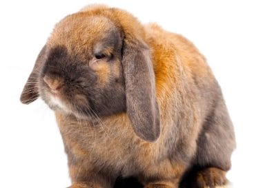 100+ Best Brown Rabbit Names: Cute and Funny Pet Bunny Name Ideas