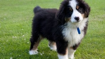 Pet availability went down during the pandemic