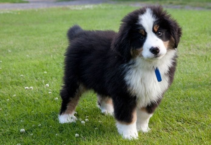 Demand for Puppies Eases Around the UK But Prices Remain High