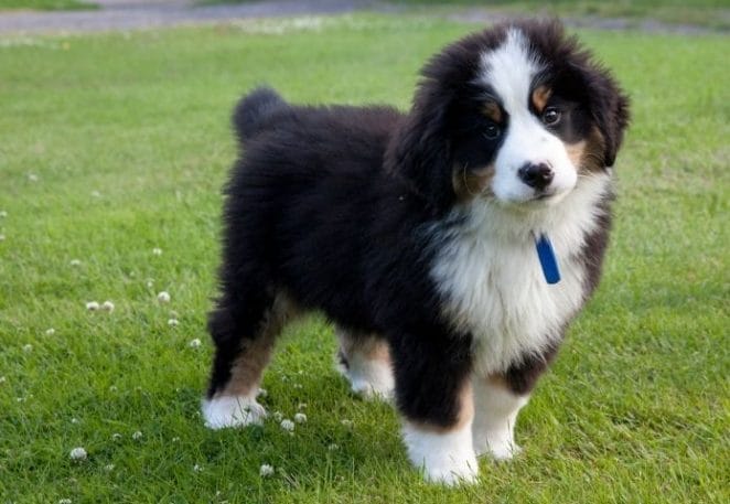 Demand for Puppies Eases Around the UK But Prices Remain High