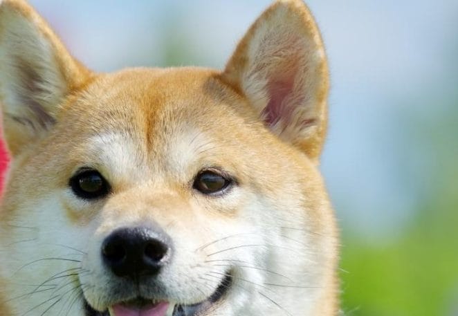 Dog experts worry about the Shiba Inu breed.