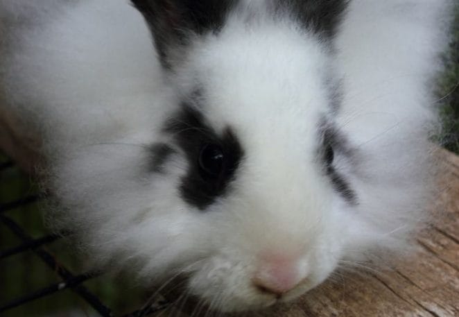 The Ultimate List of 50+ Black and White Rabbit Names The Ultimate List Of 50+ Black And White Rabbit Names