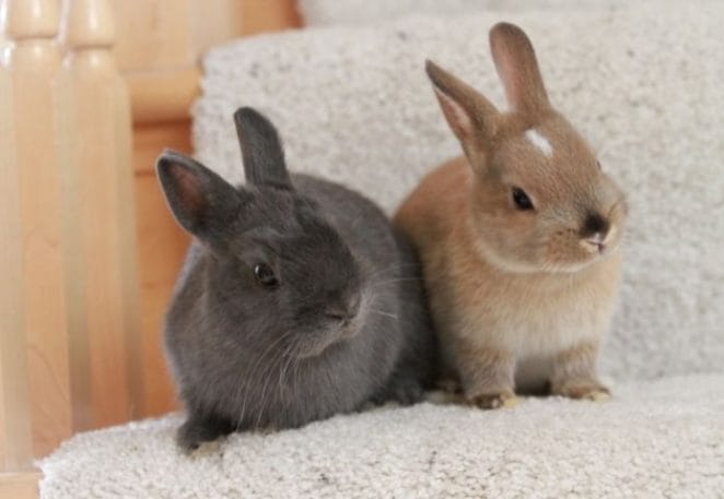 Famous Rabbit Pair Names