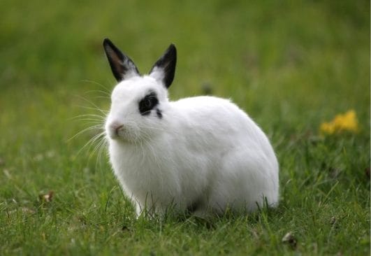 The Ultimate List of 50+ Black and White Rabbit Names