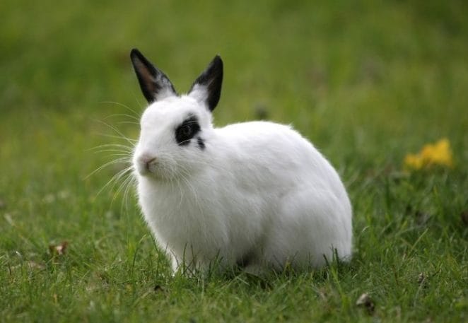 Female Black and White Rabbit Names