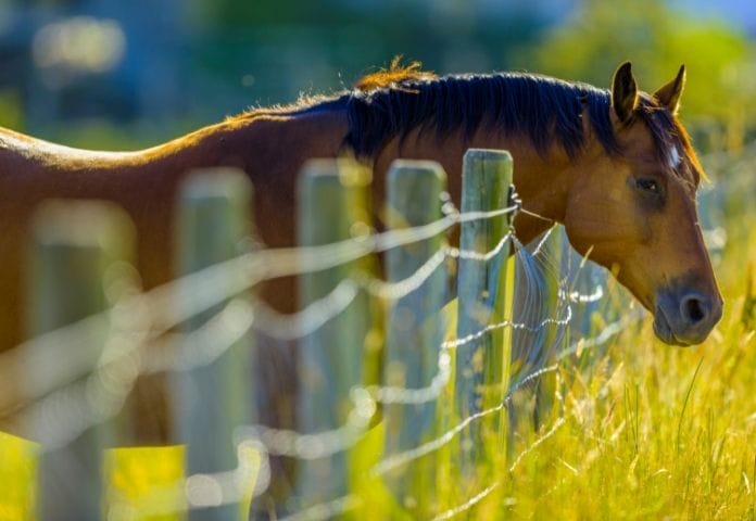 Female British Horse Names