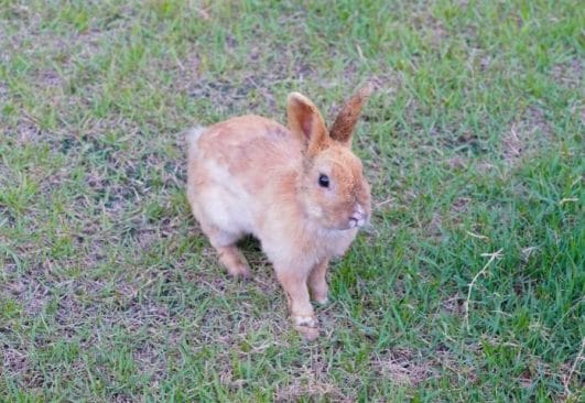 100+ Best Brown Rabbit Names: Cute and Funny Pet Bunny Name Ideas
