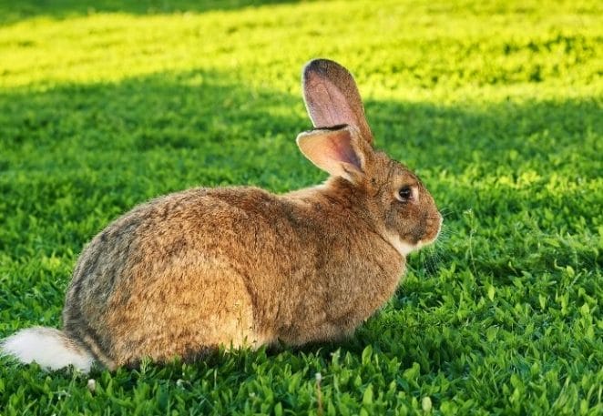 Female Giant Rabbit Names
