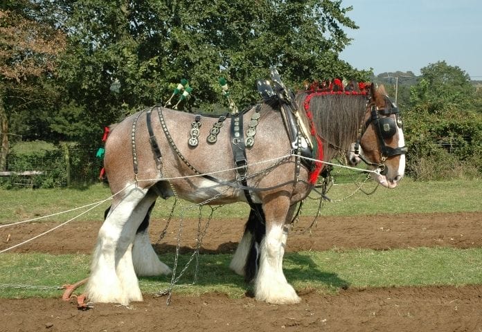 Female Shire Horse Names