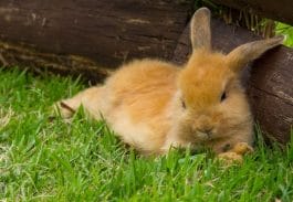 100+ Best Brown Rabbit Names: Cute and Funny Pet Bunny Name Ideas