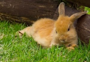 100+ Best Brown Rabbit Names: Cute and Funny Pet Bunny Name Ideas