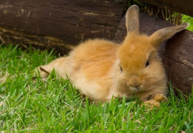 Funny Names For a Brown Rabbit