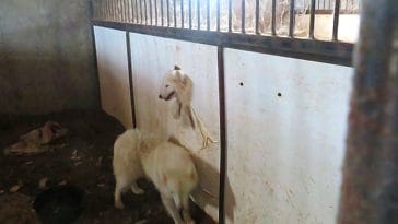 A peek at Gingerich's dog shelter