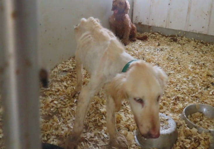 One of Gingerich's dogs