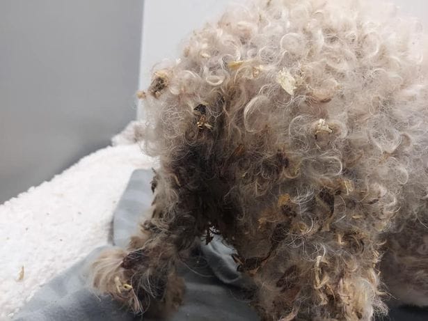 Hazel, a Bichon Frise with maggots